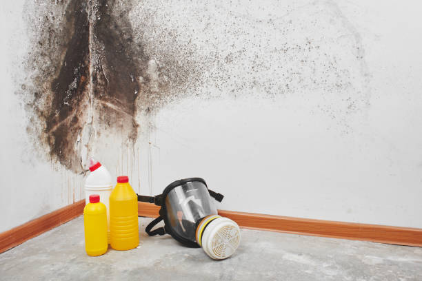 Best Mold Removal Near Me  in Fall Creek, WI