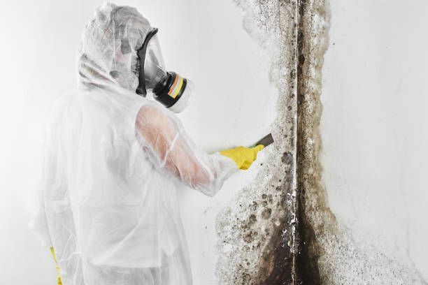 Best Fast Mold Removal  in Fall Creek, WI