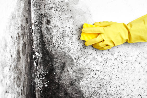 Best Mold Remediation  in Fall Creek, WI