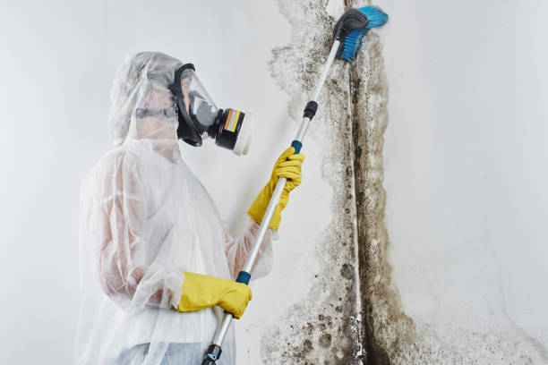 Best Certified Mold Removal  in Fall Creek, WI