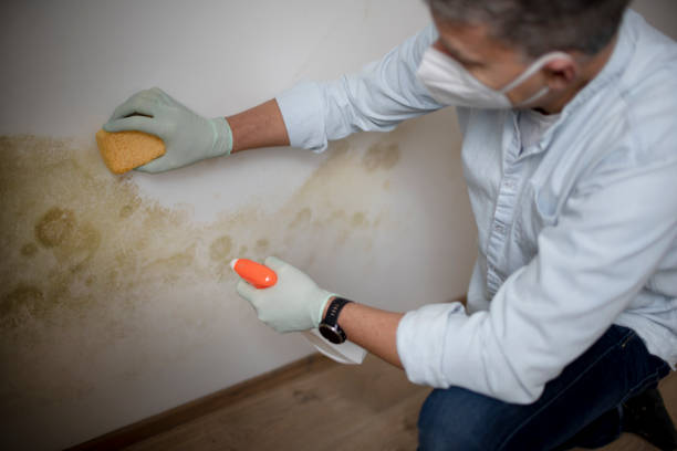 Best Mold Removal Company Near Me  in Fall Creek, WI