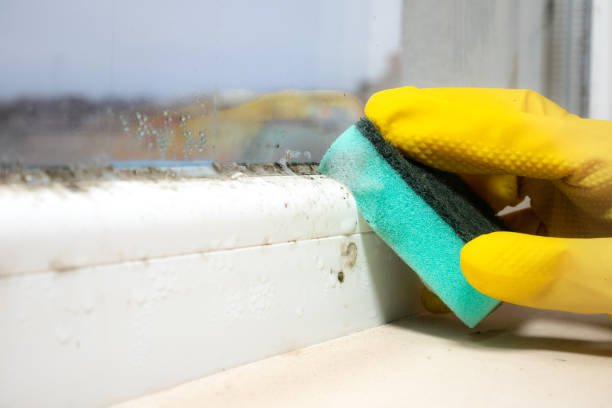 Best Commercial Mold Removal  in Fall Creek, WI