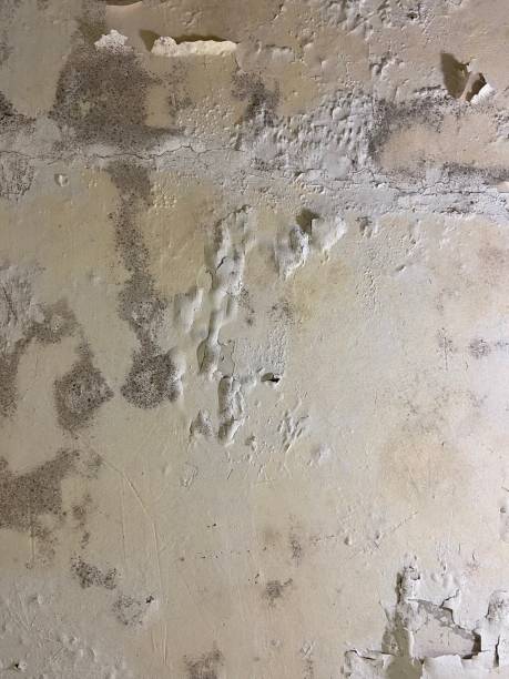 Best Mold Testing  in Fall Creek, WI