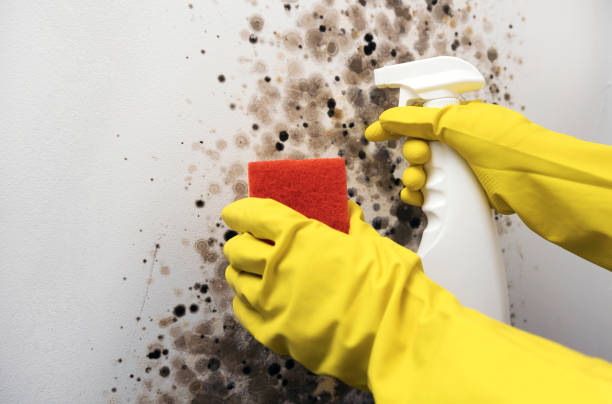 Best Mold Remediation Services  in Fall Creek, WI