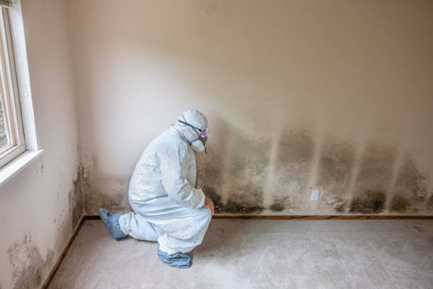 Best Home Mold Removal  in Fall Creek, WI