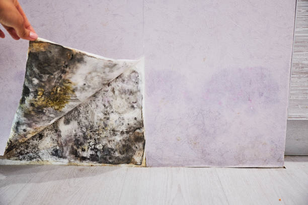 Best Attic Mold Removal  in Fall Creek, WI